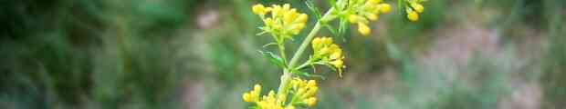 Sostenibilità e biodiversità. Un glossario. Alcuni 